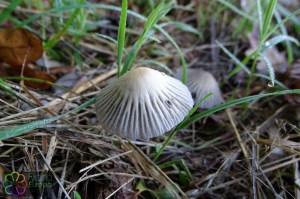 Coprinellus impatiens (1)